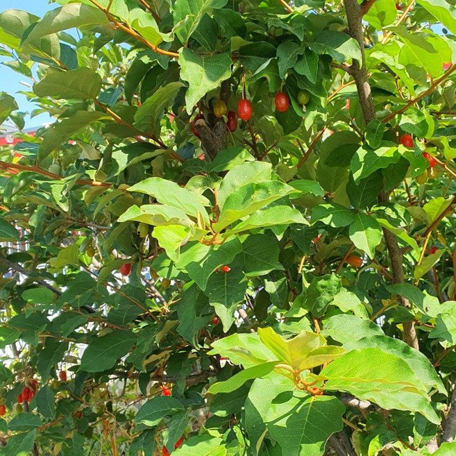 같이가치농원 삽목2년생왕보리수나무 묘목, 단일, 1개