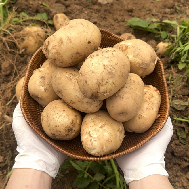 수미 감자 포슬포슬 맛있는 국내산, 1개, 감자 3kg 중 (알감자)
