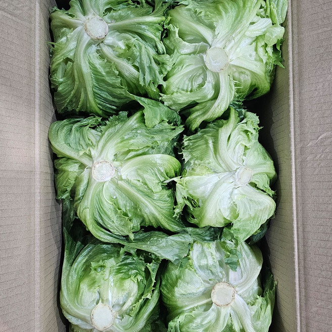 클릭마켓 국내산 양상추 벌크 샐러드용, 4개, 350g