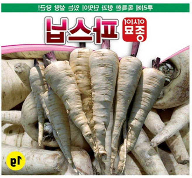 하얀당근씨앗 야채 겨울 향기 텃밭 뿌리채소 농장 작물 재배