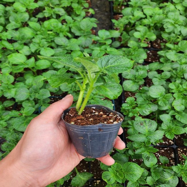 모두다팜 감자모종 강원도 두백 씨감자 감자씨 모종, 1개