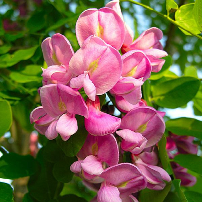 묘목/아카시아 붉은꽃아카시아- 접목 1년 -두개묶음 KJ815