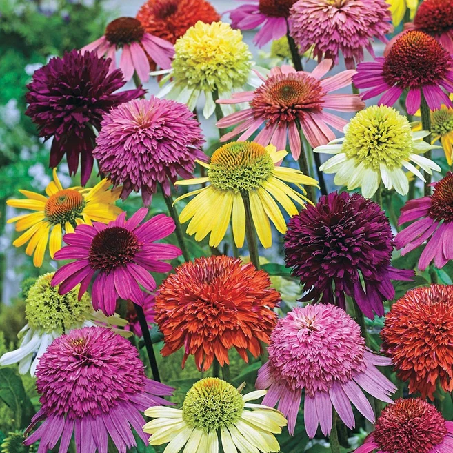 [큐가든] 에키네시아 뿌리 2종 2개 세트 유럽 직수입 에키네시아꽃 숙근 구근 특선 - 쿠팡