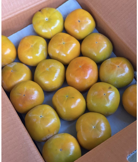 프리미엄 단감 부유단감 태추 진영 창원 3kg 5kg 10kg 1박스, 1개, (특)프리미엄 단감 5kg