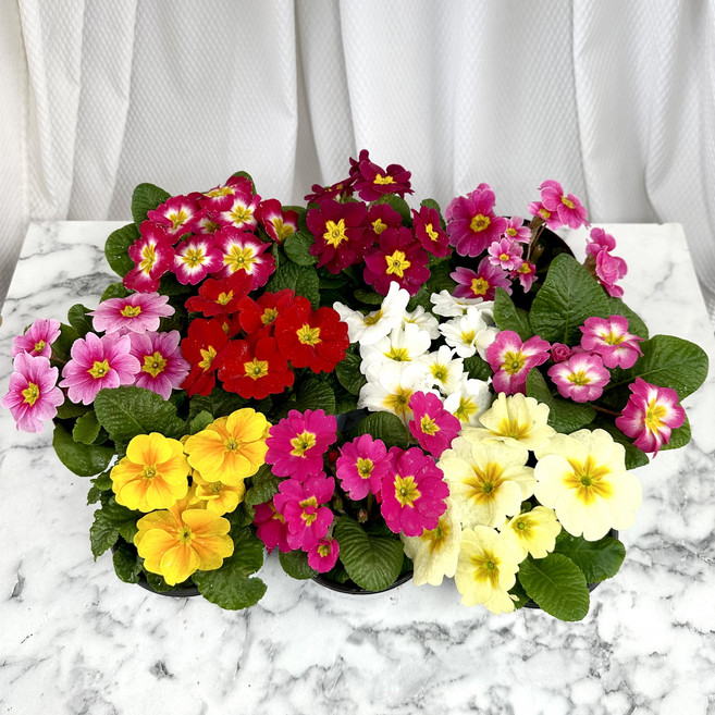 쥬리안앵초 줄리안 프리뮬라 향기좋은 봄꽃모종 3+1 4+4, 1개