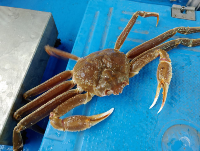 최상급 A급대게 한마리 6만원 !!! 이제 집에서 대게먹자!!!!! 프리미엄대게레스토랑 명품대게!!!! 2개, 1.8g~2kg