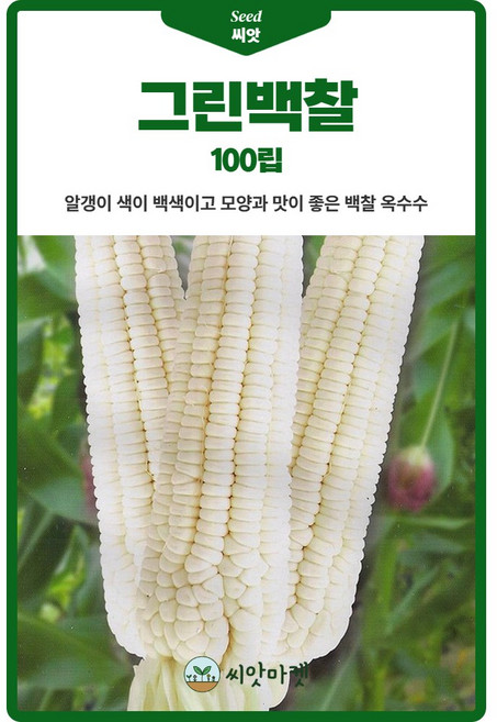 그린백찰 옥수수 씨앗 100립 백색 찰옥수수씨 종자, 1개