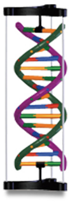 DNA이중나선입체모형(젠)