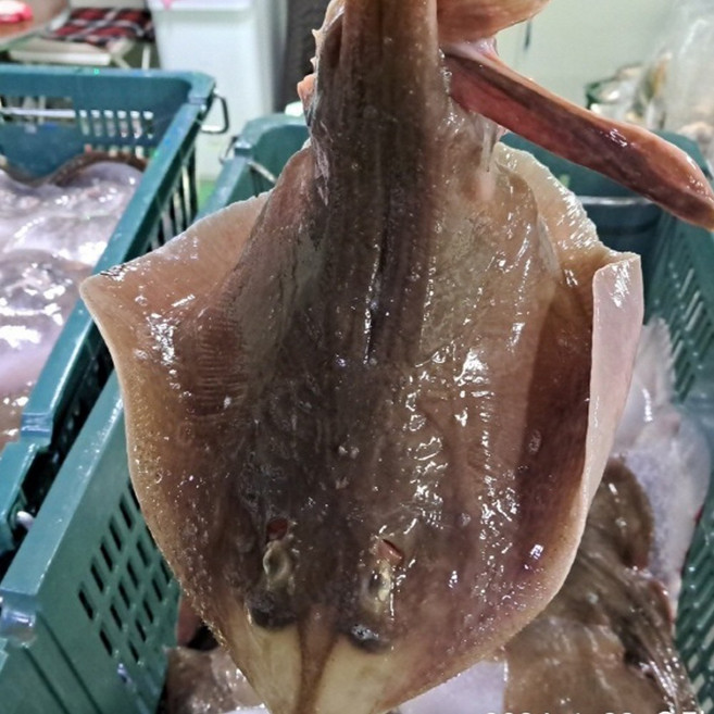 국내산 생물 간재미 1kg (1-3미내외) 2kg 인천 생간재미 횟감용 무침, 1세트, 활 간재미 1kg 1-3미내외