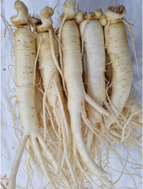 풍기인삼소삼계250g(7-8뿌리) 튀김 갈비탕 백숙 삼계 업소용 무료세척 현대만석인삼사, 1세트, 250g