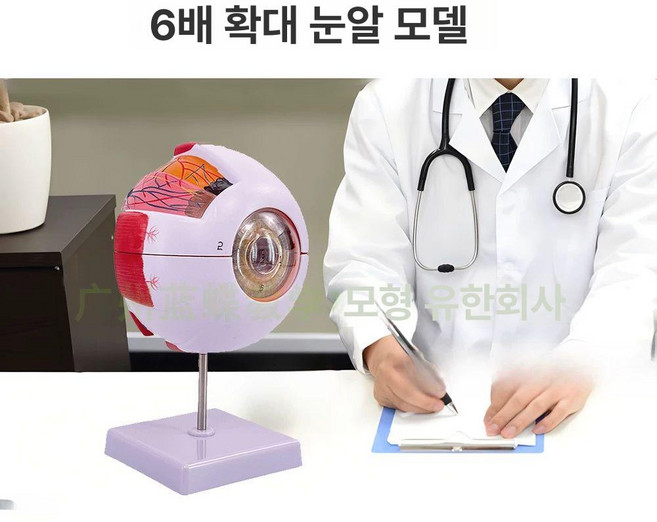 인체장기모형 폐 모형 근육 교육 인체 병원 의료 해부학 호흡기 머리 교육용 정형외과, 6배 확대 안구 모델, 1개