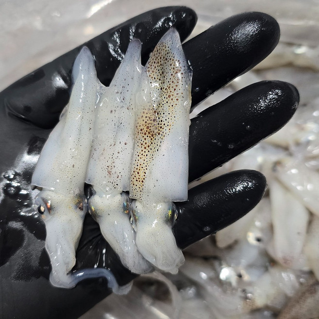 당일새벽조업 자연산 꼴뚜기 생물 호래기 횟감, 1박스, 500g