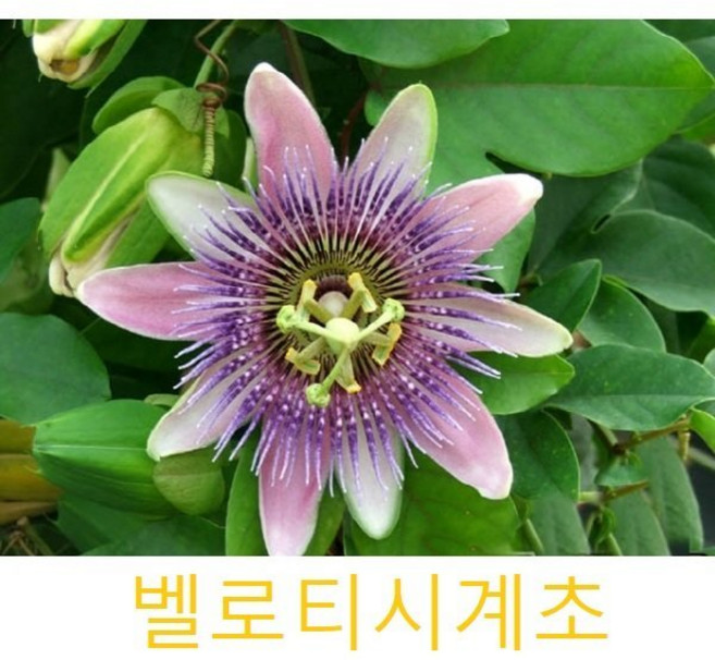 허브(Herb)/채소식물 벨로티시계초 갈색플라스틱모종 3개 (L0248)