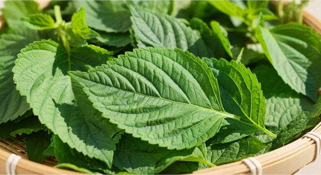 [업소용추천] 다량 필요할 때 좋은 깻잎 대용량, 1박스, 5kg