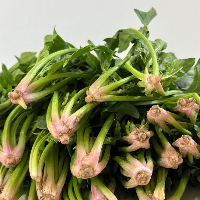 달큰한 포항 영해초 남해 보물초 남해초 시금치 비금도 섬초 비금 시금치 박스, 1.5kg, 1개