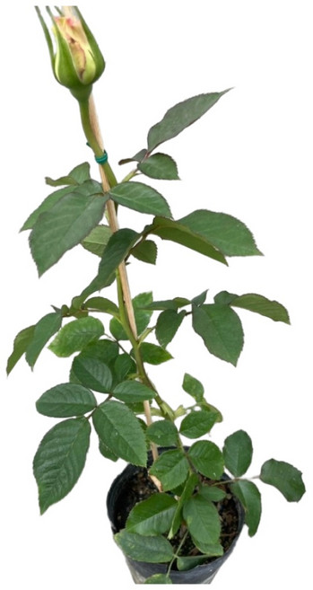 萬花叢園藝 玫瑰盆栽, 多色, 1個