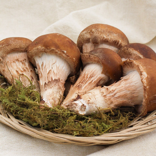 함평 산지직송 무농약 솔향나는 참송이 버섯, 1세트, 참송이버섯 A급 1kg