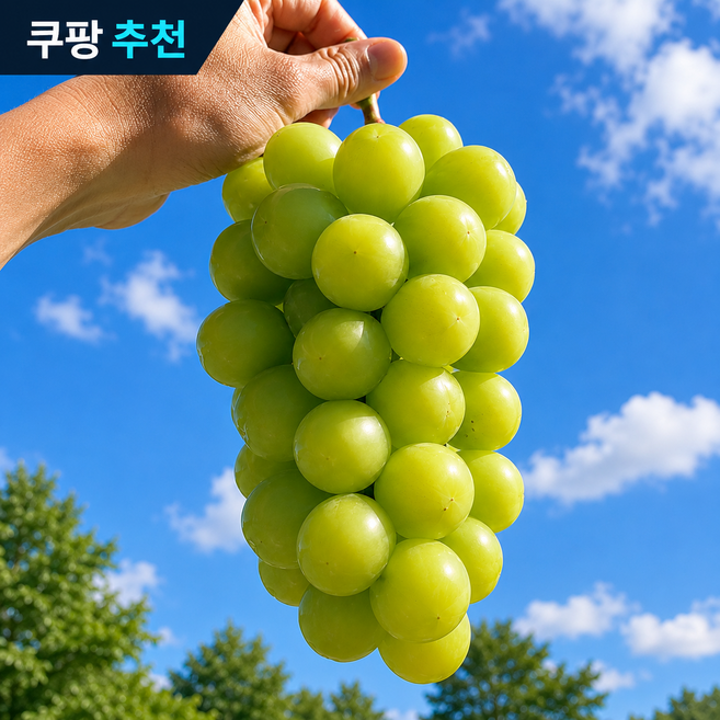 [농장직송특가]산지직송 15brix 고당도 샤인머스캣, 1박스, 가성비500g(1송이)