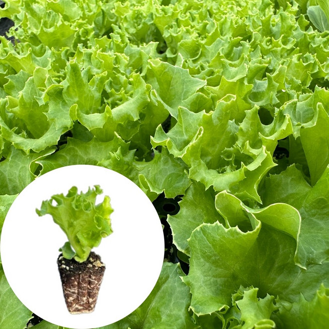 새마을총각 유럽상추 롤로타입 바티머모종, 2개