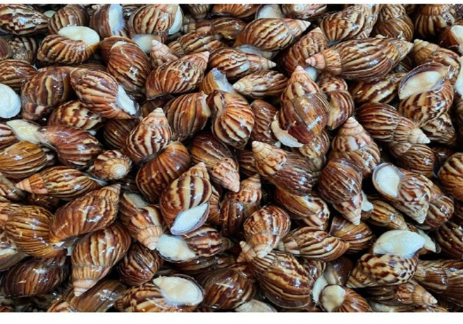 [동성탕제원] 국내산 달팽이진액 엑기스 110ml 30포 60포 120포 운동선수 보양식 직접 제조 합니다, 60개