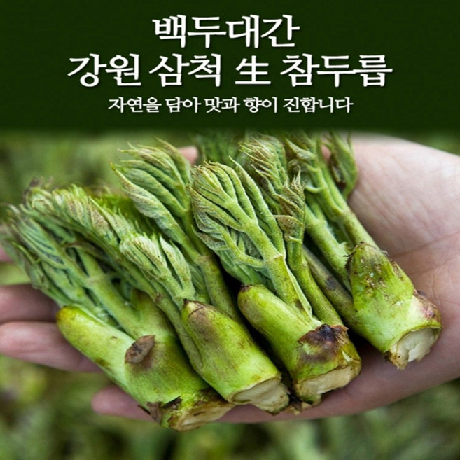 강원도 삼척 참두릅 500g / 1kg 택 / 두릅 두룹 봄나물 장아찌, 1개