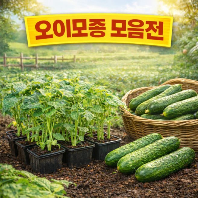 오이 모종 모음 백오이 청오이 가시오이, 3. 가시오이, 4개