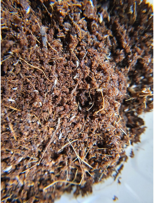 톡토기 분양 분해생물 / 톡톡이 스프링테일 눈벼룩 소형먹이 화분 개구리 먹이 다트프록 톡토기목, 1개