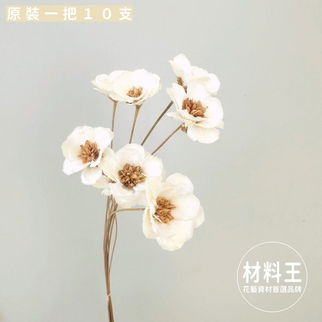 材料王 風鈴花 乾燥花材, 白｜小朵,整把10支