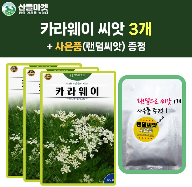 KS종묘 카라웨이 허브 씨앗 100립 내한성이 강한 2년생 허브씨 3개+랜덤 씨앗 1개 증정, 1세트