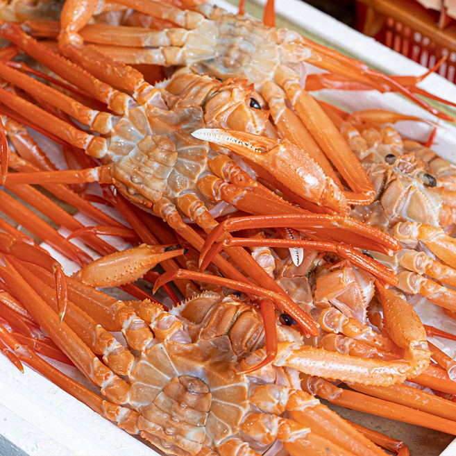 포항 구룡포 대게 홍게 자숙 당일조업 선주직송, 실속형 2kg 내외(10마리), 1개