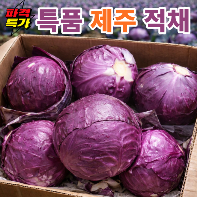 [백화점납품] 특품 제주 적양배추 적채, 1세트, 3kg