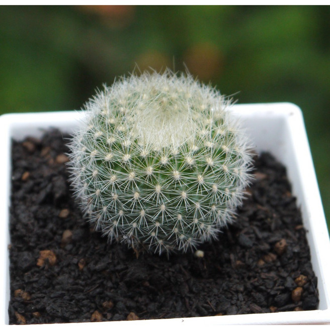 花樣渼栽盆栽生活館 雪晃仙人掌, 1個, 植株(裸根)+3寸盆土