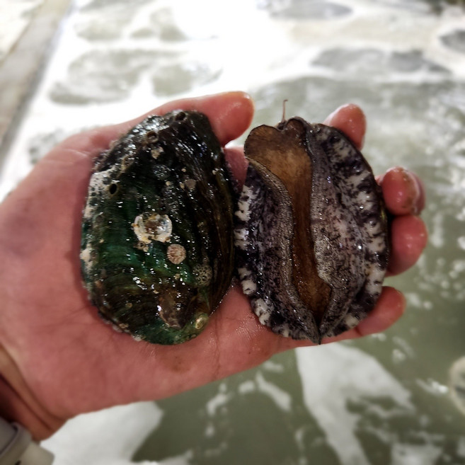 [완도 산지직송] 활 전복 중 1kg (13-19미) 구이용 선물세트 꼬마 부터 왕특대, 중 13-14미, 추가안함, 1개, 1kg내외