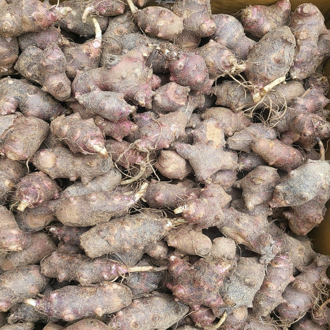 2026년3월9일 수확 토종 자색돼지감자1kg12800 종자 돼지감자 생돼지감자 자색돼지감자 종자용, 1박스, 토종돼지감자 종자용 1kg