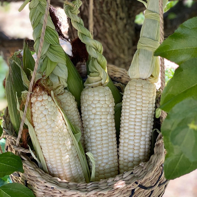 못난이 냉동옥수수 삶은옥수수 강원도 찰옥수수, 10개