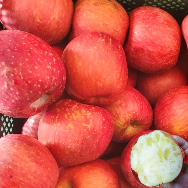 (초특가) 문경 꿀이 박힌 햇 사과 부사 5KG 대과, 1박스