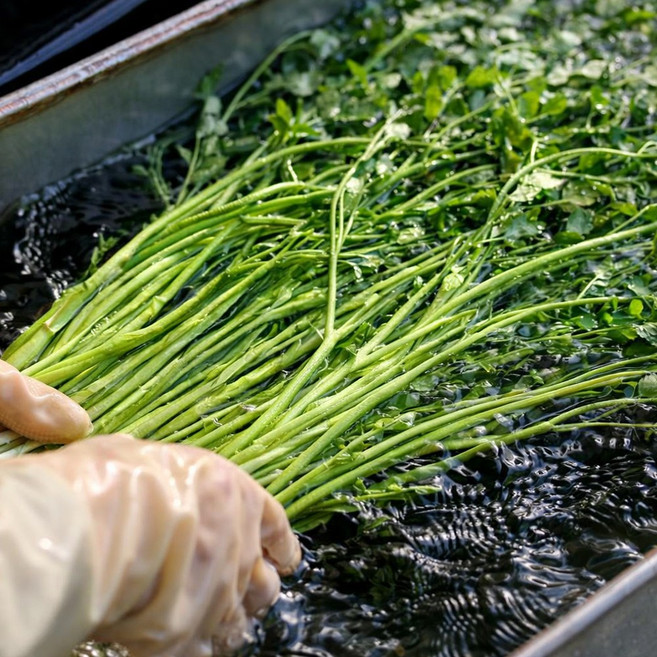 (300박스한정)국산 친환경무농약무비료 세척청도한재미나리 1박스, 1kg