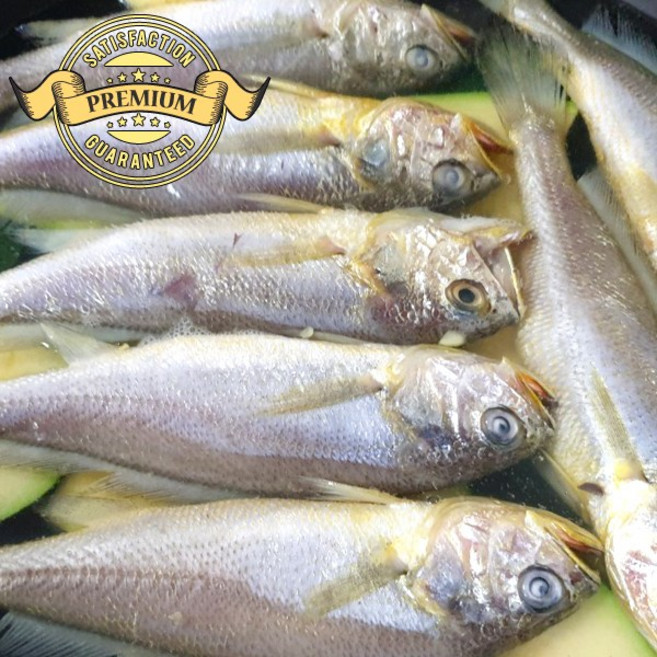 [프리미엄 가정용] 국내산 여수 해풍에 건조한 여수 황금 참조기 17-20cm 사이즈 총550g, 1박스, 3팩 17-20cm 1650g내외