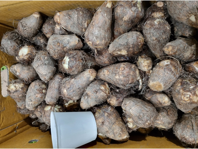 길룡이네 국내산 흙 햇토란 토란 생 알토란, 1개, 5kg 토란 상