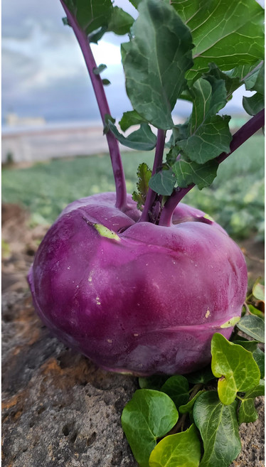 제주 제철 단맛 콜라비 특상품 산지직송 당일수확 3kg 5kg 10kg, 1박스