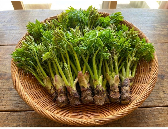 [재구매1위]새벽 산지직송 국산 자연산 참두릅, 1박스, 300g