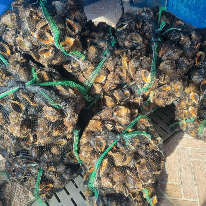 국내산 안면도 제철 참소라 1kg 숙회 구이, 1개, 1, 참소라 소소1kg(12~20마리)
