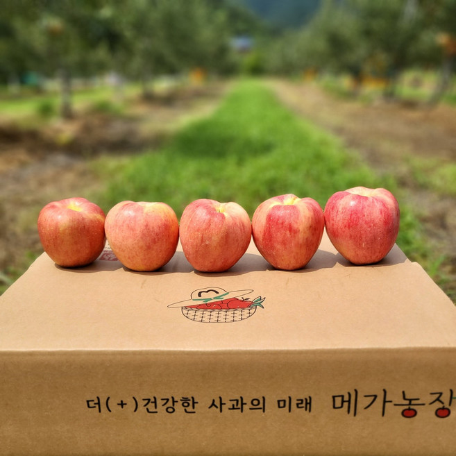 [메가농장] 문경 사과 부사 껍질째먹는 아삭상큼달콤 꿀 햇사과, 1개, 4.5kg 가정용 대과 10~14과내외