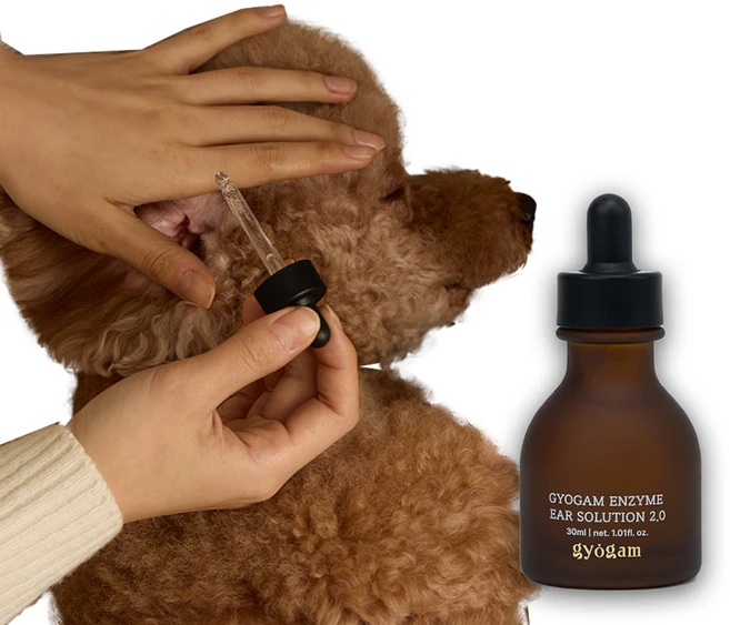 교감 반려동물 효소 이어솔루션 Ver 2.0 강아지 귀세정제 귀청소 귓병 외이도염 예방, 1개, 30ml - 쿠팡