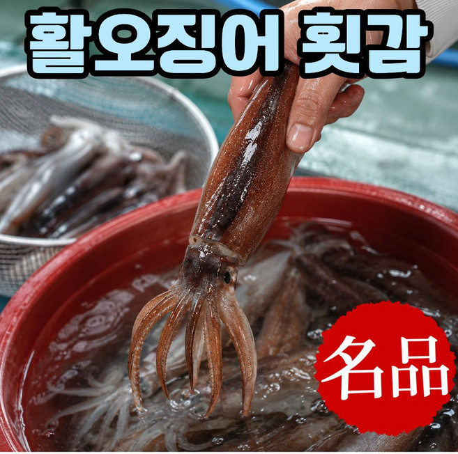 [특품선별] 국산 활 오징어 산오징어 횟감용, 1개, 2kg(8-14미)