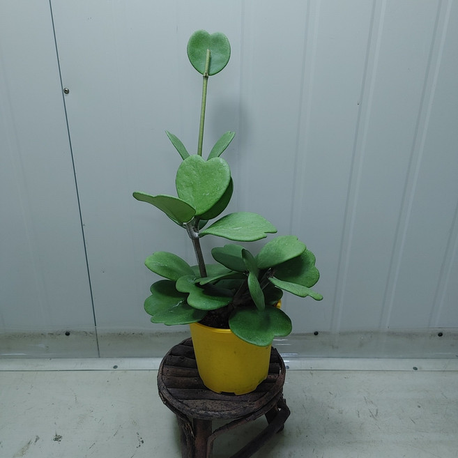 하트호야 최상급 공기정화식물, 1개