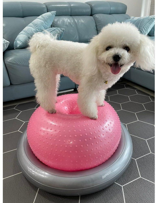 강아지짐볼 애견 밸런스볼 슬개골운동 재활 균형 코어 훈련, 마사지 도넛 핑크 베이스, 1개