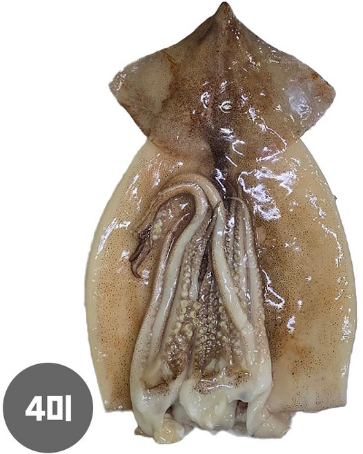 원양산 손질 오징어 850g 냉동 할복 선동 순살, 손질 순살 할복 오징어 850g(4미내외)