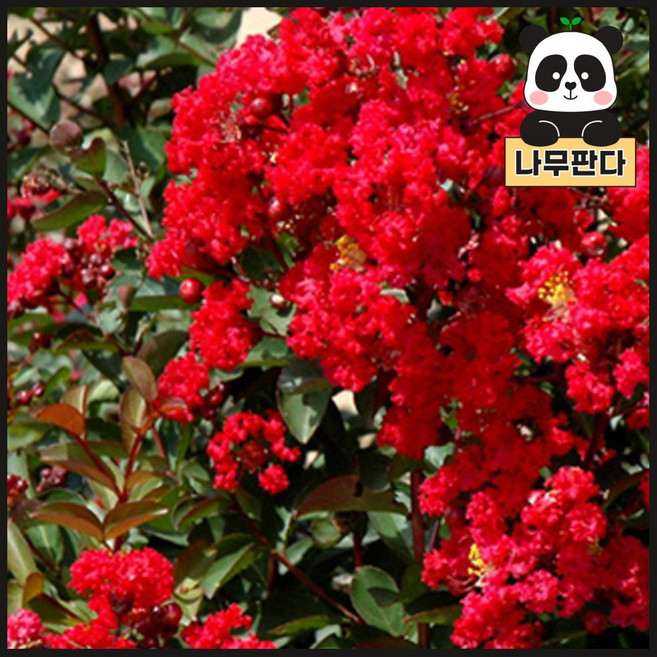 (나무판다) 배롱나무(목백일홍) 묘목 다이너마이트 4치 장포트, 다이너마이트 4치장포트