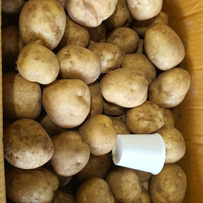 국내산 산지직송 수미 보슬보슬이 노지감자 왕.특 크기 10kg 알뜰농장, 1개, 특5kg